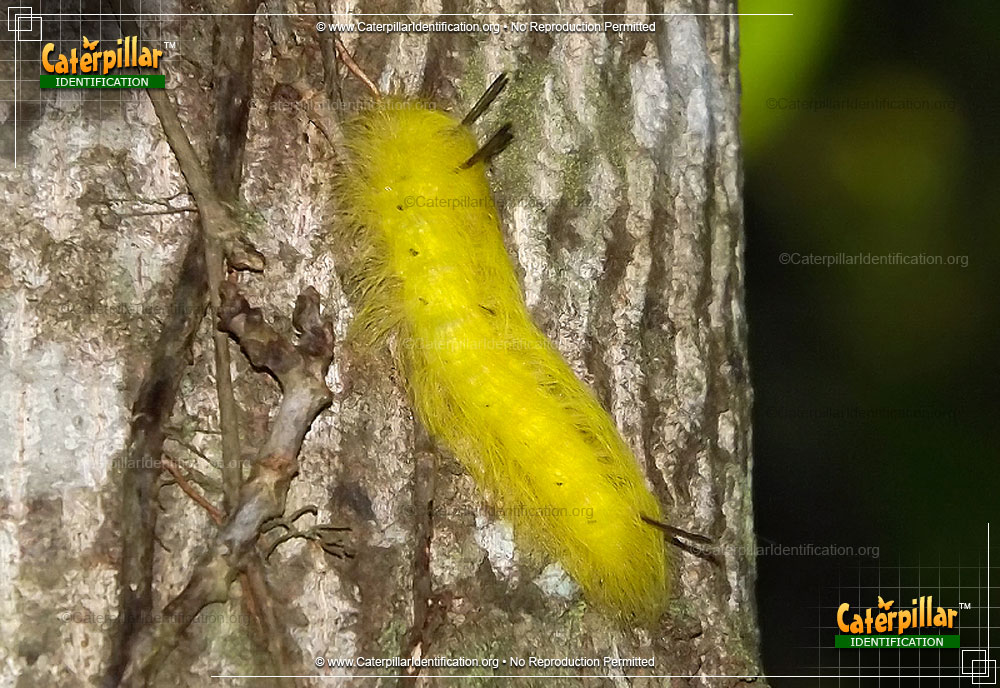 Full-sized image #2 of the Spotted Apatelodes Moth Caterpillar