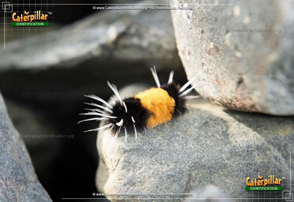 Full-sized image of the Spotted Tussock Moth Caterpillar