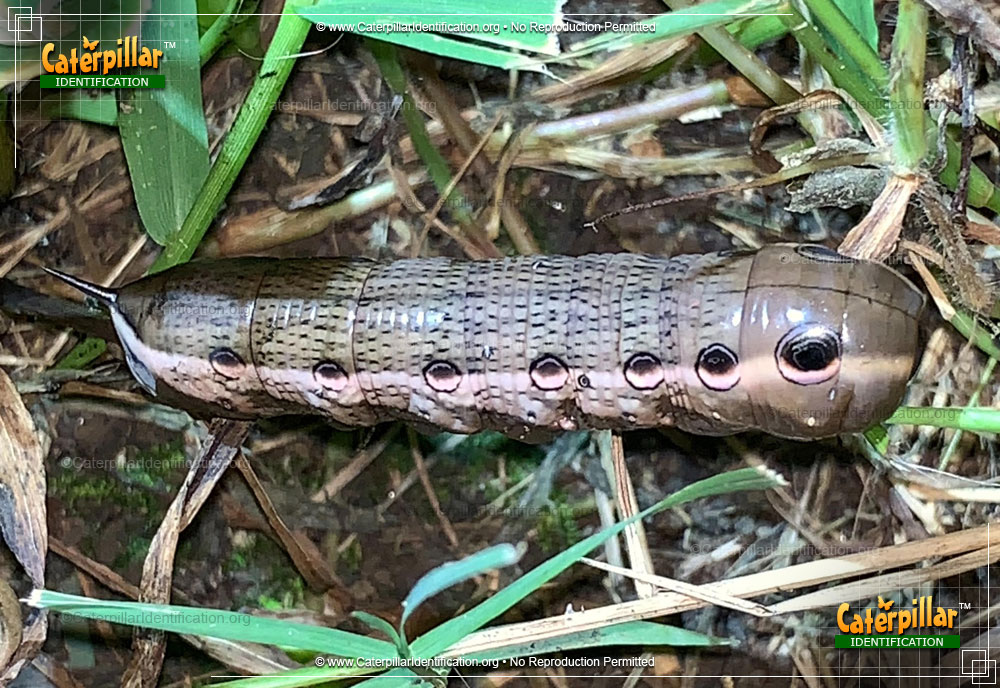 Full-sized image of the Tersa Sphinx Moth Caterpillar