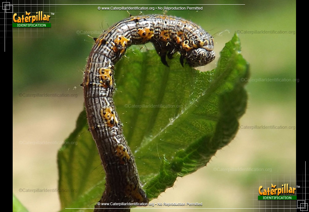 Full-sized image of the The Half-wing Moth Caterpillar