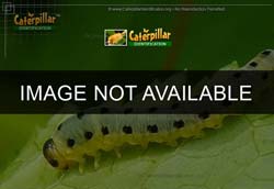 Thumbnail picture of the Abbott's Sphinx Moth Caterpillar adult insect