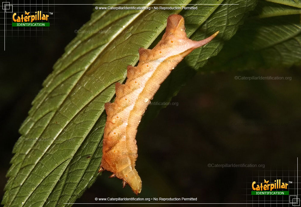 Full-sized image of the Virginia Creeper Hornworm