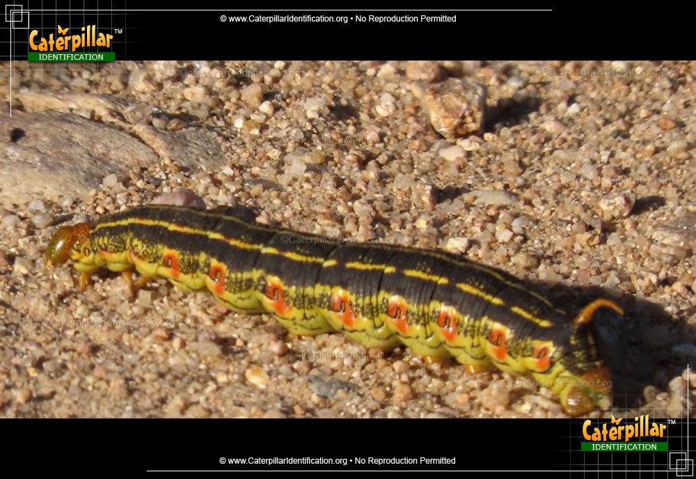 Full-sized image #3 of the White-lined Sphinx Moth Caterpillar