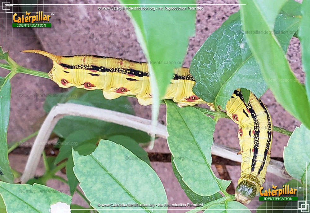 Full-sized image #2 of the White-lined Sphinx Moth Caterpillar