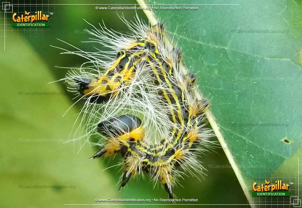 Full-sized image #2 of the Yellow-necked Caterpillar