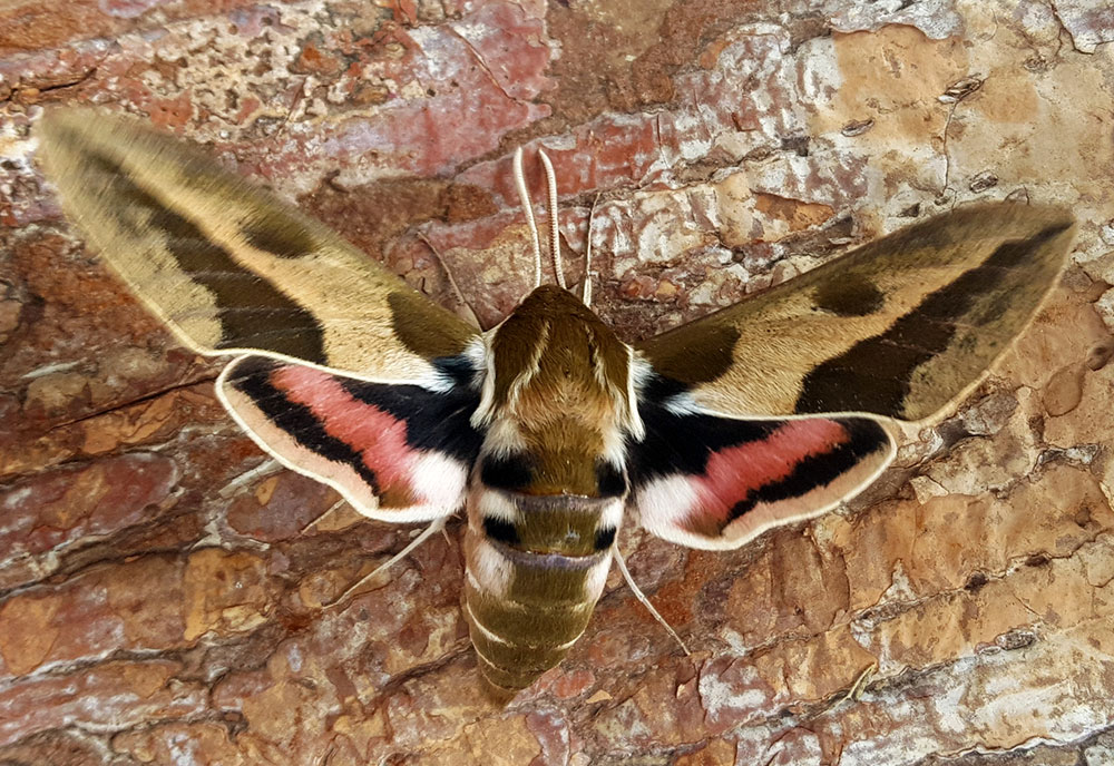 https://www.caterpillaridentification.org/imgs/insects/spurge-hawk-moth.jpg